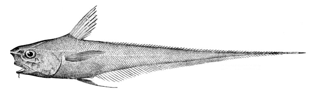Coryphaenoides carapinus_00213